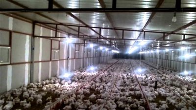 تجارية القاهرة : هبوط فى أسعار الدواجن .. والكيلو يتراوح بين 20 و23 جنيها