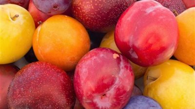 ماذا تعرفين عن فوائد البرقوق؟.. إليك الإجابة