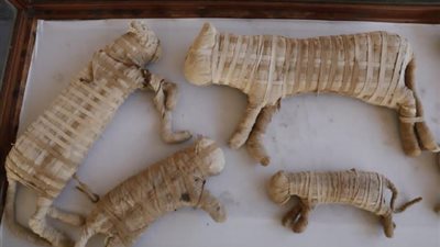 مومياوات القطط.. أسرار وخفايا لا تعرفها عن تحنيط الحيوانات في مصر