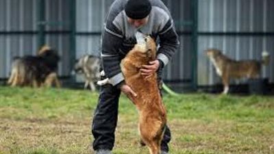 3 أمور تحدد الحكم الشرعي لملامسة الكلاب بدون نقض الوضوء