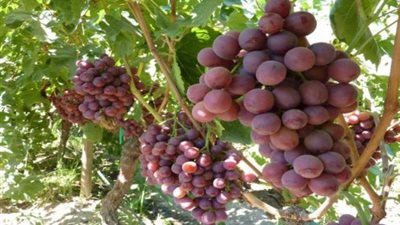 فوائد ”العنب” في الأنظمة الغذائية لإنقاص الوزن