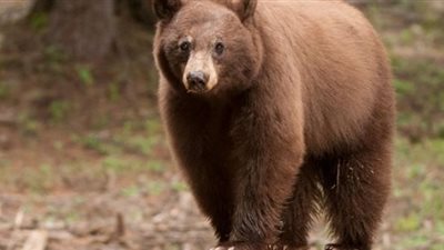 الجريمة المضحكة.. دب جائع يسرق وجبة خفيفة من أحد المحلات