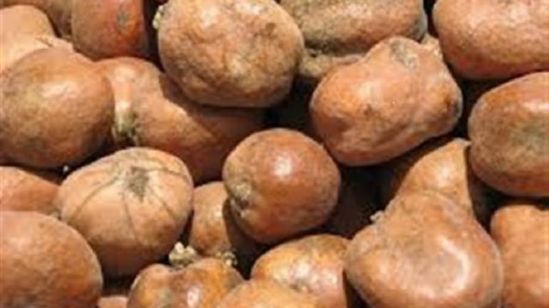 الموجز