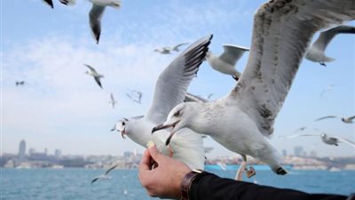 قبطان سفينة وطائر نورس يثيران الجدل على السوشيال ميديا.. اعرف القصة