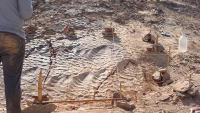 تفاصيل أول اكتشاف لآثار أقدام الديناصورات أكلات اللحوم في مصر