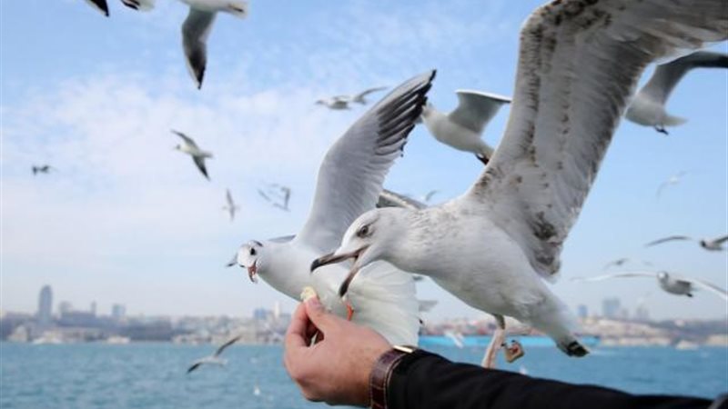 طائر النورس