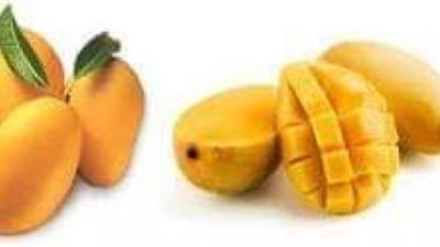 تعرف علي فوائد «المانجو»