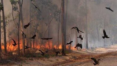 كشفت حرائق استراليا سره ..ماهو الطائر الذي أمر الرسول بقتله ولو في الحرم؟