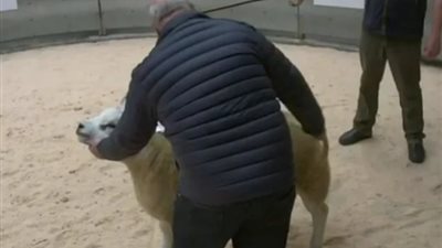 تم بيعه بـ 7 ملايين جنيه.. اعرف حكاية الخروف الأغلى في العالم