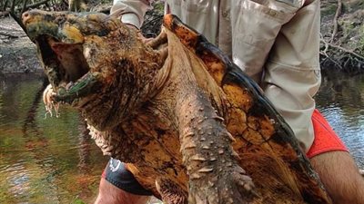 عصور ما قبل التاريخ.. العثور على مخلوقات أشبه بالوحوش في أفلام الأكشن