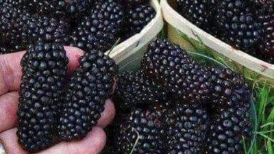 فوائد «التوت» لمرضي الضغط المرتفع