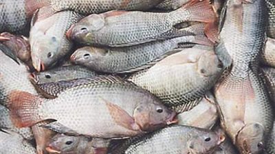 ننشر أسعار السمك اليوم