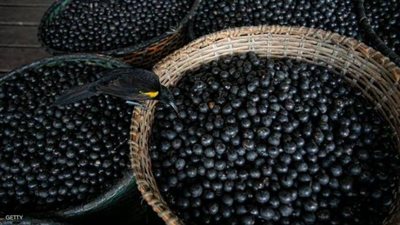 دراسة جديدة: ”التوت” يحمل علاجًا لكورونا