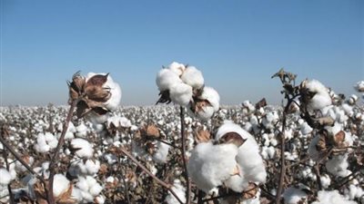 انطلاق منظومة تداول القطن الجديدة بالفيوم وبني سويف