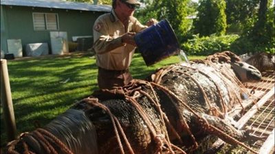 طوله يتعدى الـ 4.4 متر.. العثور على أطول تمساح بالعالم في أستراليا