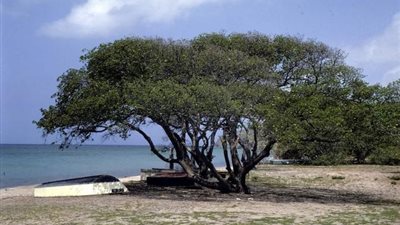 «تفاحة الموت».. كل ما تريد معرفته عن أخطر شجرة في العالم