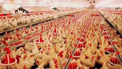 ننشر أسعار اللحوم البيضاء بعد تراجعها فى الأسواق