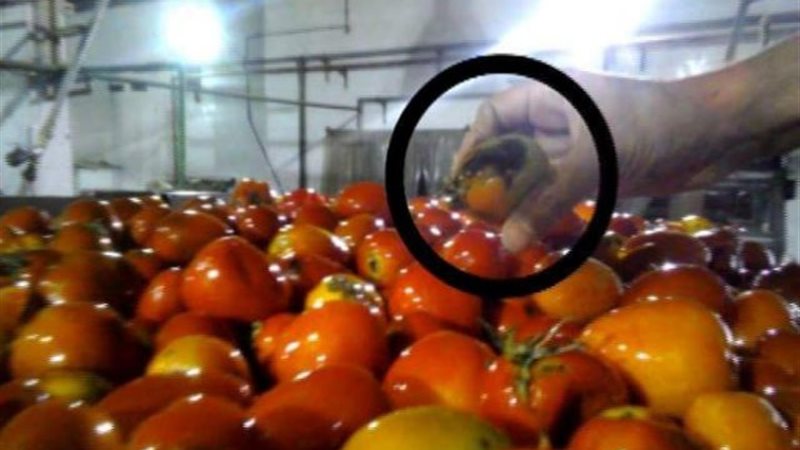 الطماطم الفاسدة 