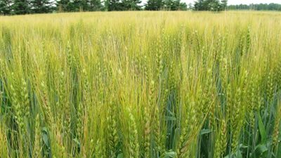 زراعة المحاصيل الاستراتيجية تزيد فرص التصدير