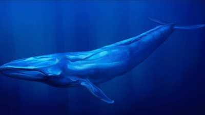 الحوت الأزرق.. معلومات لا تعرفها عن أكبر حيوانات الكون بعد الديناصورات