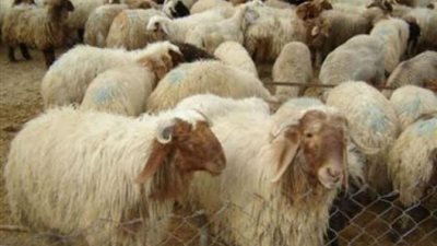 هل يجوز تخدير الحيوان قبل ذبحه؟ .. ”الإفتاء” ترد