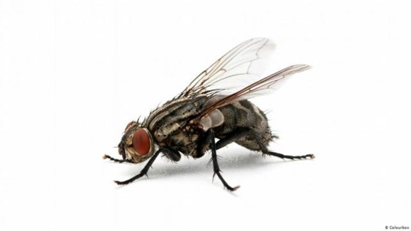 الذبابة المصفحة