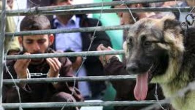 إصابة 7 أسرى فلسطينيين في سجن عوفر بفيروس كورونا