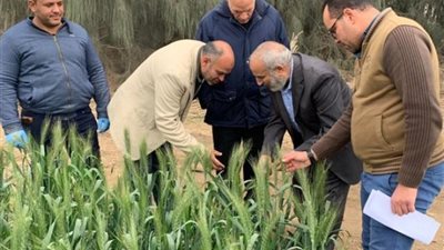 بزيادة 33%.. «الطاقة الذرية» تستنبط طفرات جديدة من القمح عالية الانتاج