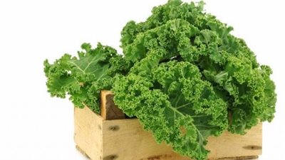 «الكرنب الأجعد».. طعام رخيص يرفع نسبة الحديد في الجسم.. فما هو؟
