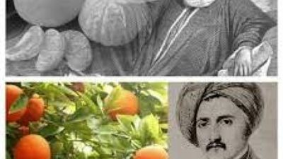 حكاية يوسف أفندى الذى أدخل فاكهة ” اليوسفى ” مصر