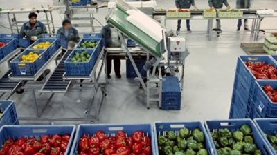 بالأسماء .. تعرف على أهم الدول المستوردة للحاصلات الزراعية المصرية 2020