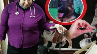 لا تقبل تبرعات  وتنفق عليها من ”جبيها ” ..حكاية الدكتورة سمر عبد الرحمن التي أسست ”دار مسنين ” لرعاية ”الكلاب العواجيز ”