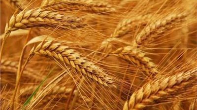 تفاصيل مباحثات بوتين ورئيس الاتحاد الأفريقي للإفراج عن القمح الأوكراني