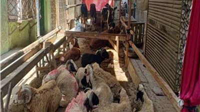 3000 جنيه غرامة للمخالف.. «الجيزة» تعلن ضوابط إقامة شوادر بيع الأضاحي