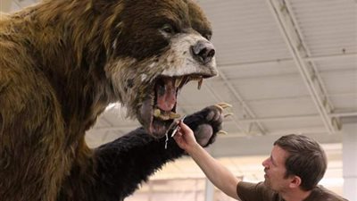 عصور ما قبل التاريخ.. عاش في أوراسيا وانقرض منذ 15 ألف عام.. تفاصيل العثور على «مومياء دب الكهف»