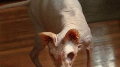 «ملهاش شعر أوعيون».. حكاية القطة التى أصبحت تريند السوشيال ميديا