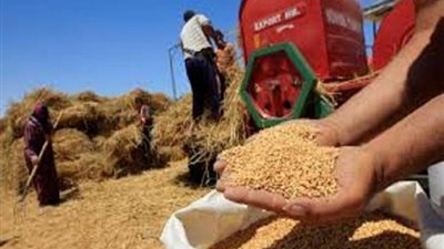 السلع التموينية تتعاقد على شراء 235 ألف طن قمح