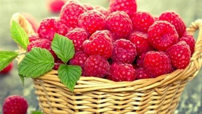 فوائد غير متوقعة عن التوت للشفاء من الأمراض الخطيرة