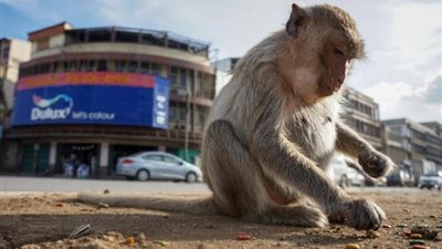 سويسرا تدخل التاريخ  : استفتاء علي دستور يمنح ”القرود ” نفس حقوق البشر