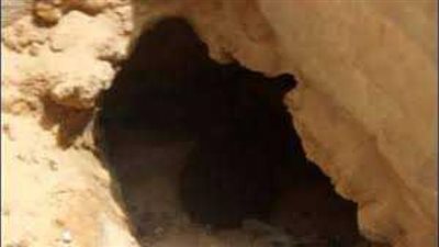 هل مقولة ”لا يلدغ المؤمن من جحر مرتين” حديث نبوي ؟