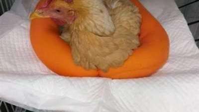 تفاصيل جديدة صادمة بشأن العملية الجراجية للفرخة ”لينسكي” ..  تعرف عليها