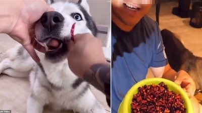 كلب يشغل مواقع التواصل الاجتماعي بعد دخوله في نوبة بكاء.. اعرف القصة الكاملة