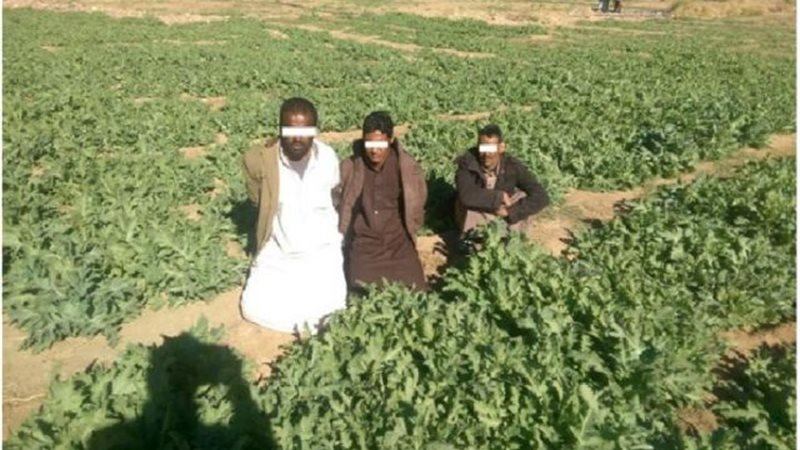 الموجز