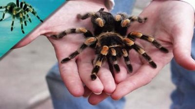 هل سم العنكبوت مفيد لعلاج متلازمة القولون العصبي؟.. إليك الإجابة