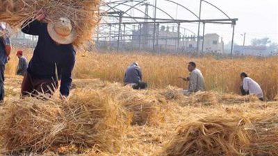 الإرشاد الزراعي: جمع وتدوير 787 ألف طن قش الأرز