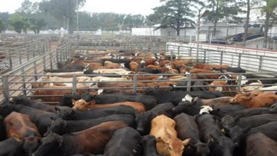 غدا.. الأوقاف توزع 15 طن لحوم أضاحي في 4 محافظات