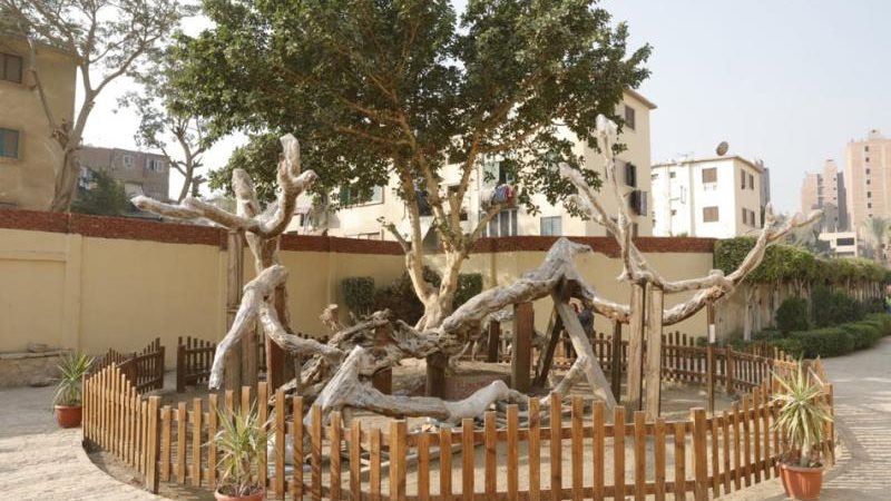 شجرة السيدة العذراء