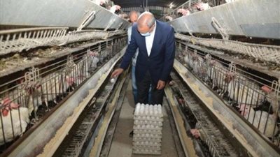 بعد الارتفاع الجنوني.. كل ما تُريد معرفته عن مشروع الـ30 مليون بيضة بالخانكة