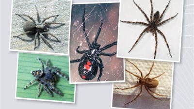 واقعة فريدة من نوعها.. حكاية السيدة التى عثرت في منزلها على 20 عنكبوتًا سامًا