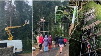 فيديو لا يصدق.. لحظة إنقاذ قطة من أعلى شجرة ضخمة بمعاونة قرية بأكملها